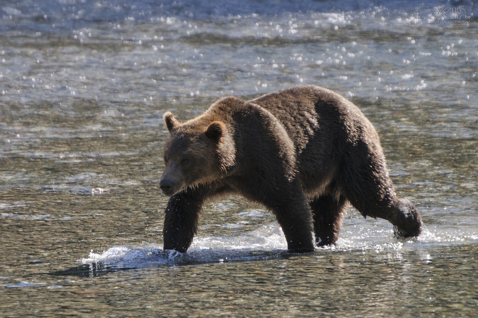 Bute Inlet - Brown bear  Stefan Cruysberghs